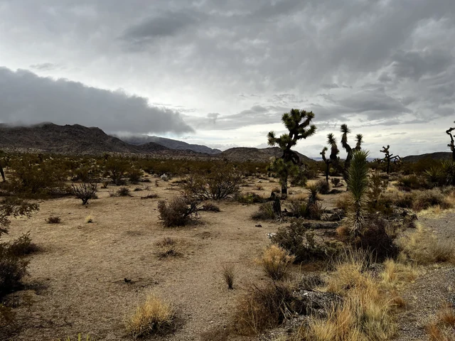 Wet Joshua Tree